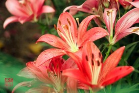 百合