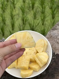 菠萝
