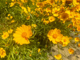 金鸡菊花