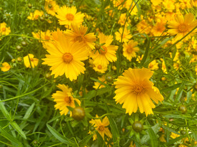 金鸡菊花