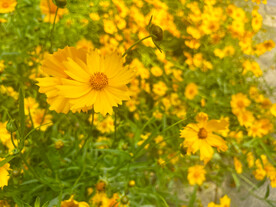 金鸡菊花 