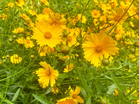 金鸡菊花
