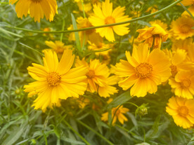 金鸡菊花