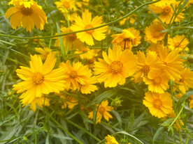 金鸡菊花