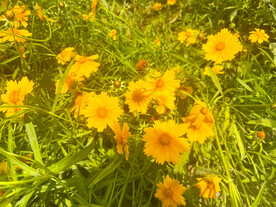 金鸡菊花