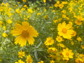 金鸡菊花
