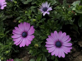 紫色万寿菊