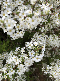 小白花李叶绣线菊