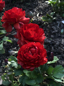 花毛茛三朵小红花