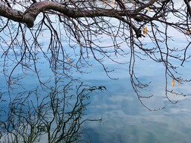颐和园湖面古树