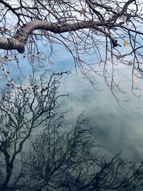 颐和园古树湖面