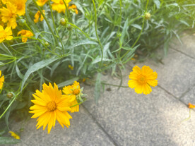 金鸡菊花