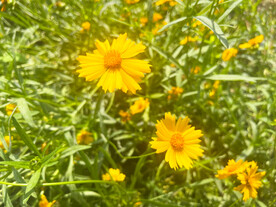 金鸡菊花