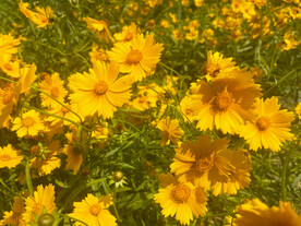 金鸡菊花 
