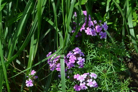 园林花草  