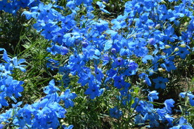 花坛花草  
