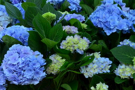 绣球花 