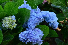 绣球花 