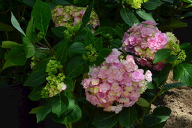 绣球花  