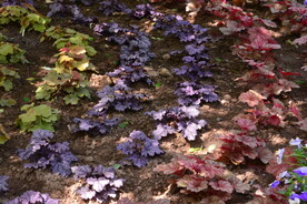 花坛花草  