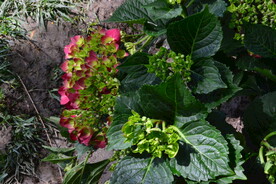 绣球花 