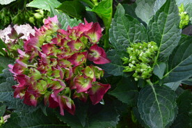 绣球花  