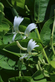 金银花 