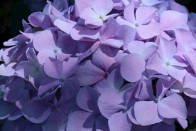 绣球花  