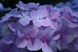 绣球花 