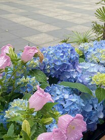 绣球花