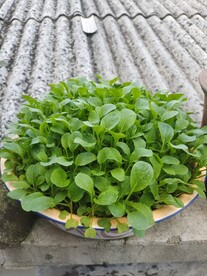 广心菜