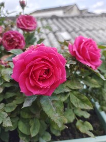 月季花