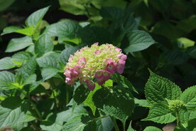 绣球花 