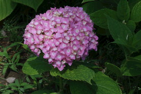 绣球花  