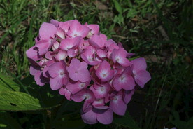 绣球花  