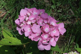 绣球花