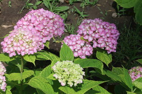 绣球花  