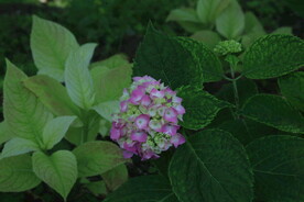 绣球花 