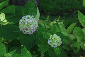 绣球花 