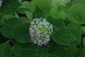 绣球花  