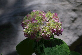 绣球花  
