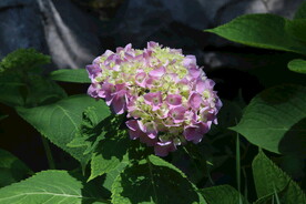 绣球花  