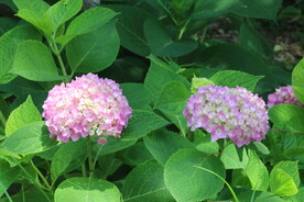 绣球花  