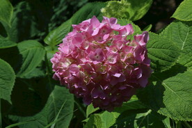 绣球花 