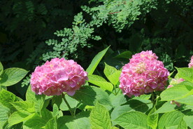 绣球花 