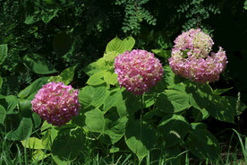 绣球花  
