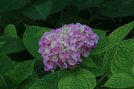 绣球花 
