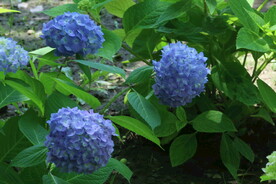 绣球花  