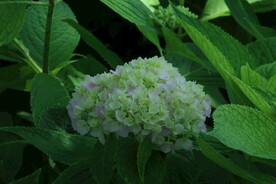 绣球花 