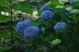绣球花
